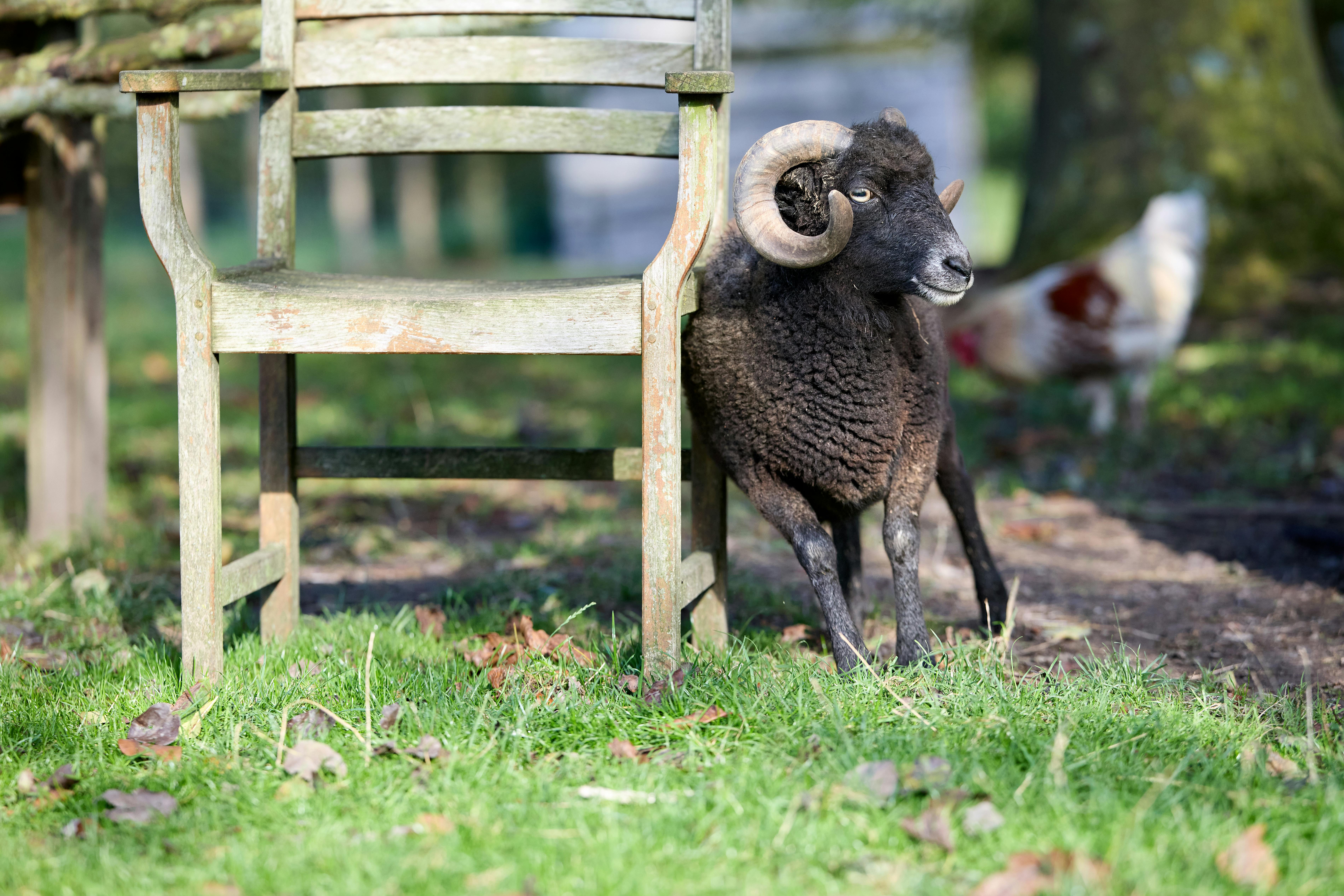 grátis Carneiro da raça Ouessant com chifres curvos ao lado de um banco rústico de madeira em um ambiente rural ensolarado. Foto profissional