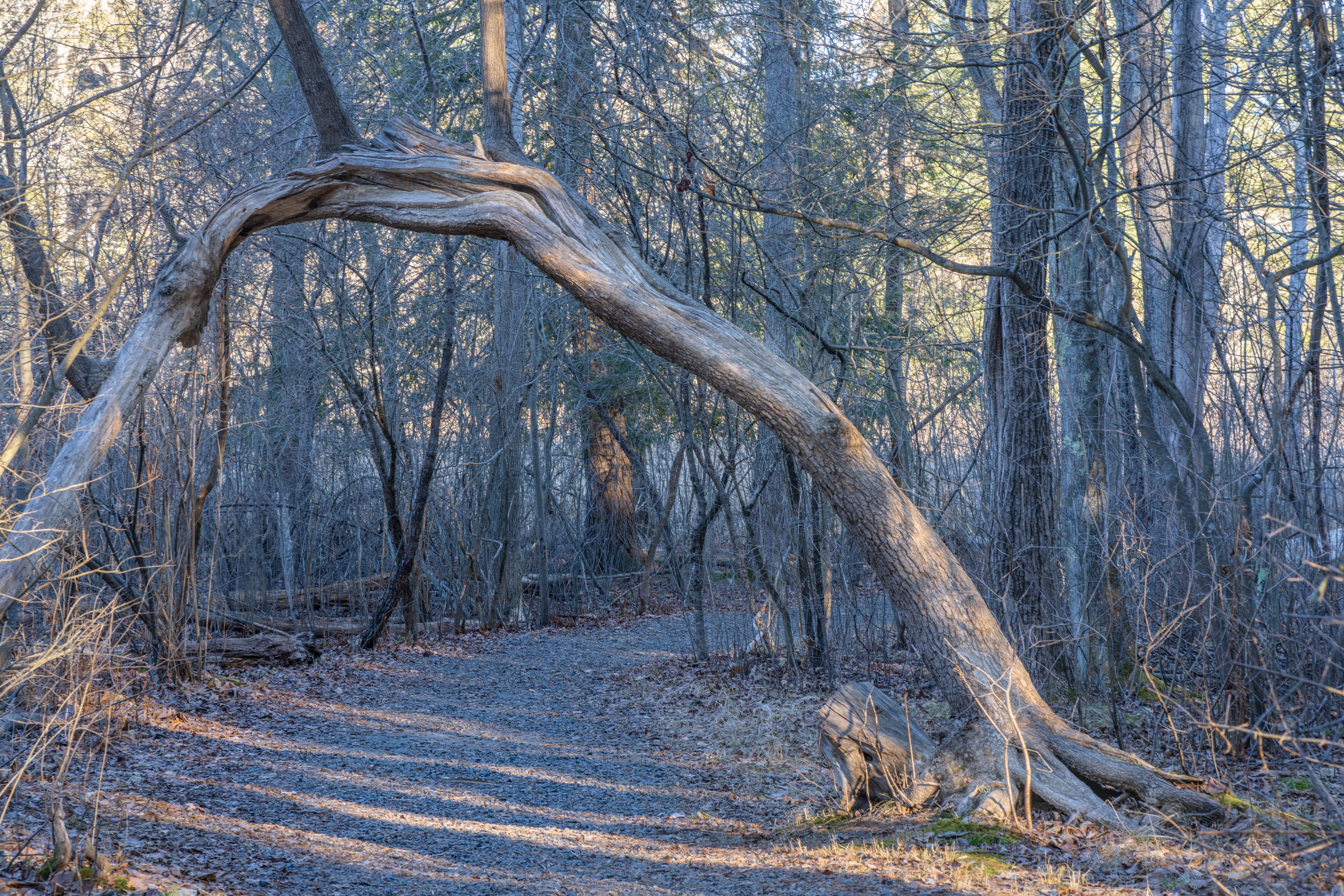 DuPage Forest Preserve executive director leaving for city manager job in Florida — Photo by Phil Evenden on Pexels