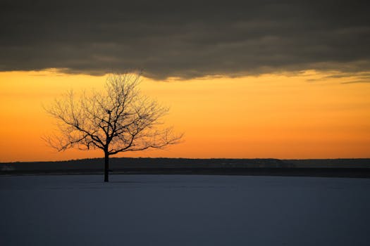 A single tree stands against a vibrant orange sky and snowy foreground at sunset.
