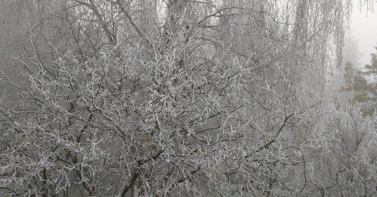 Free stock photo of Frosty Foggy Birch Tree