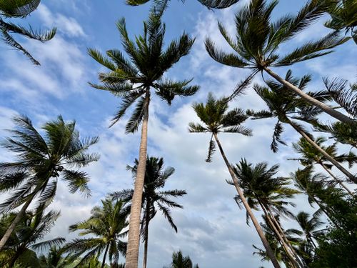 Free Lush palm trees reaching towards a vibrant blue sky on a breezy day. Stock Photo