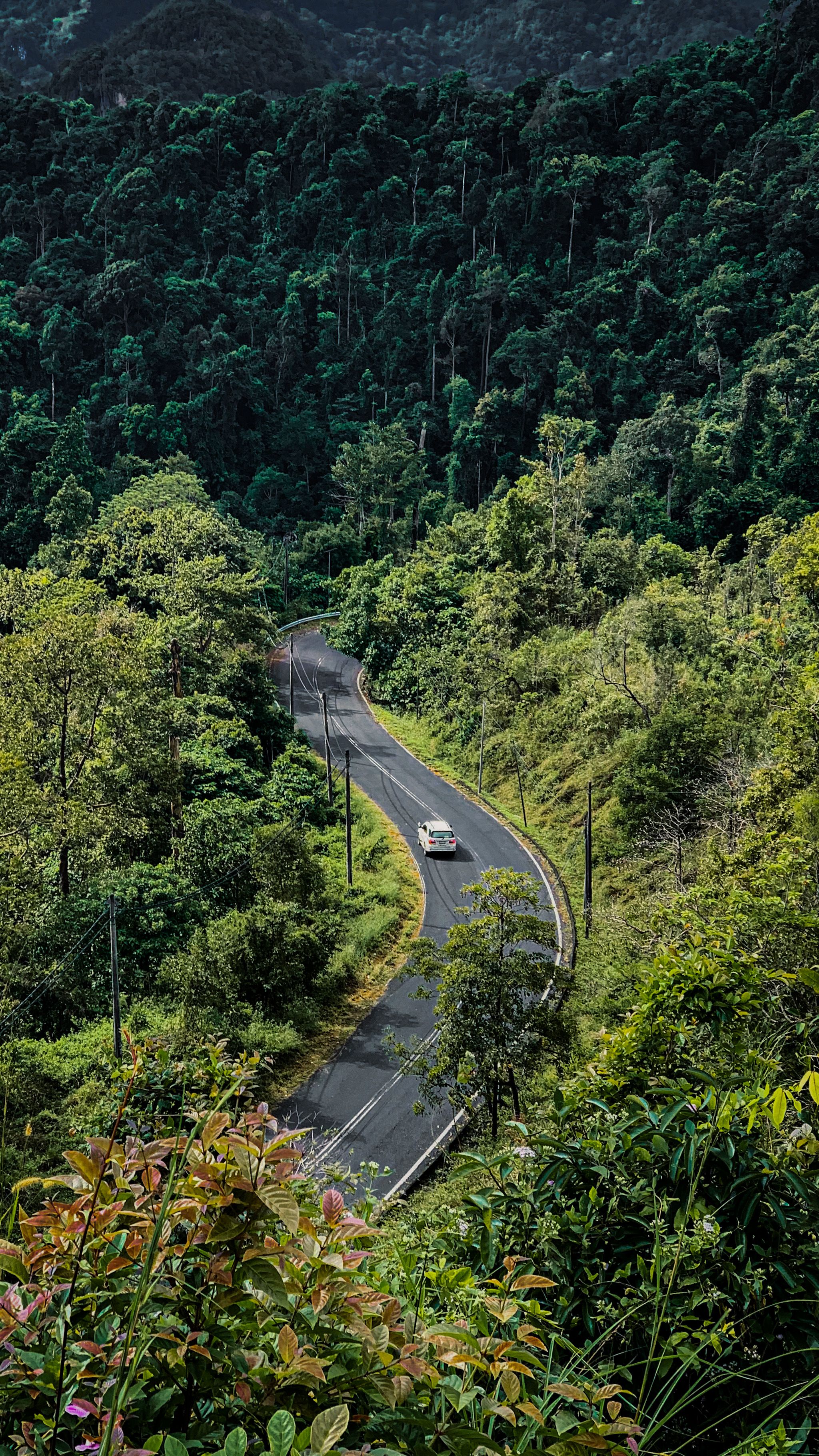 Scenic Drive Through Lush Forested Mountains · Free Stock Photo
