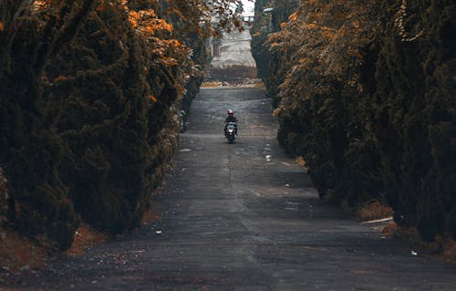 Человек на мотоцикле в окружении деревьев