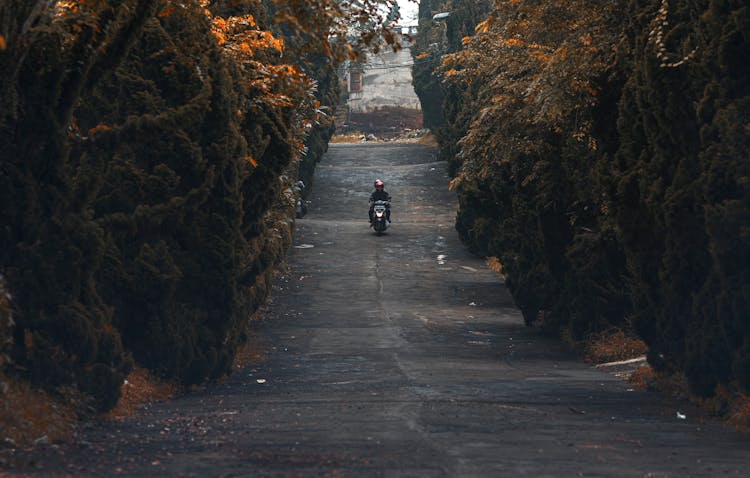 Person Riding Motorcycle Surrounded By Trees