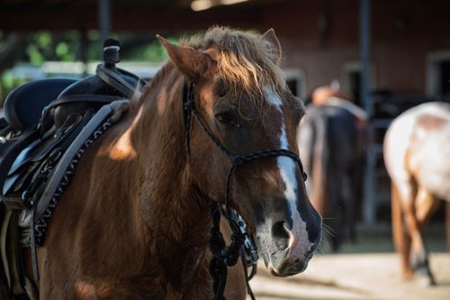 Free A brown horse with a saddle stands in sunlight inside a barn setting. Stock Photo