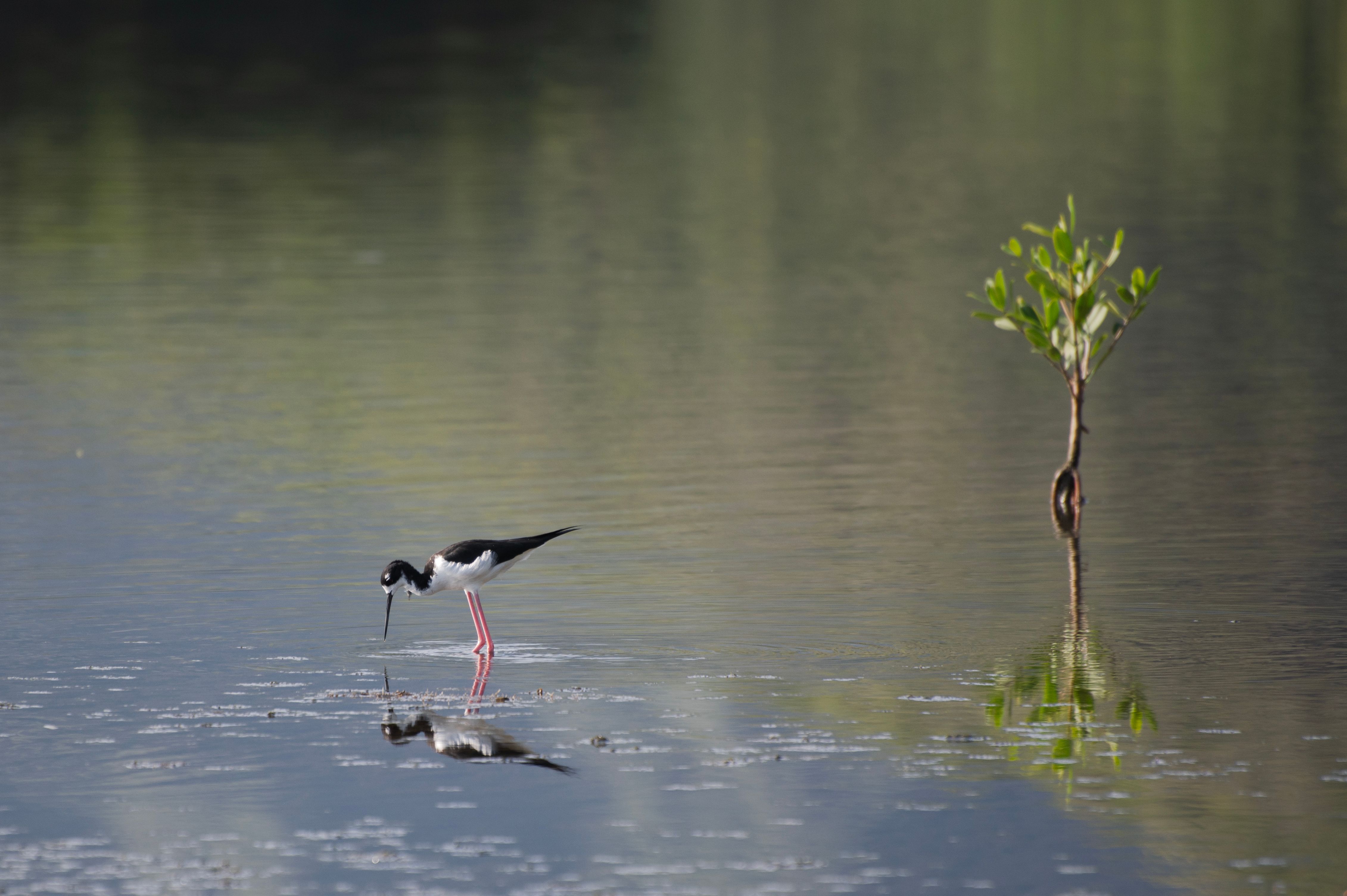 Oiseau humide Senegal