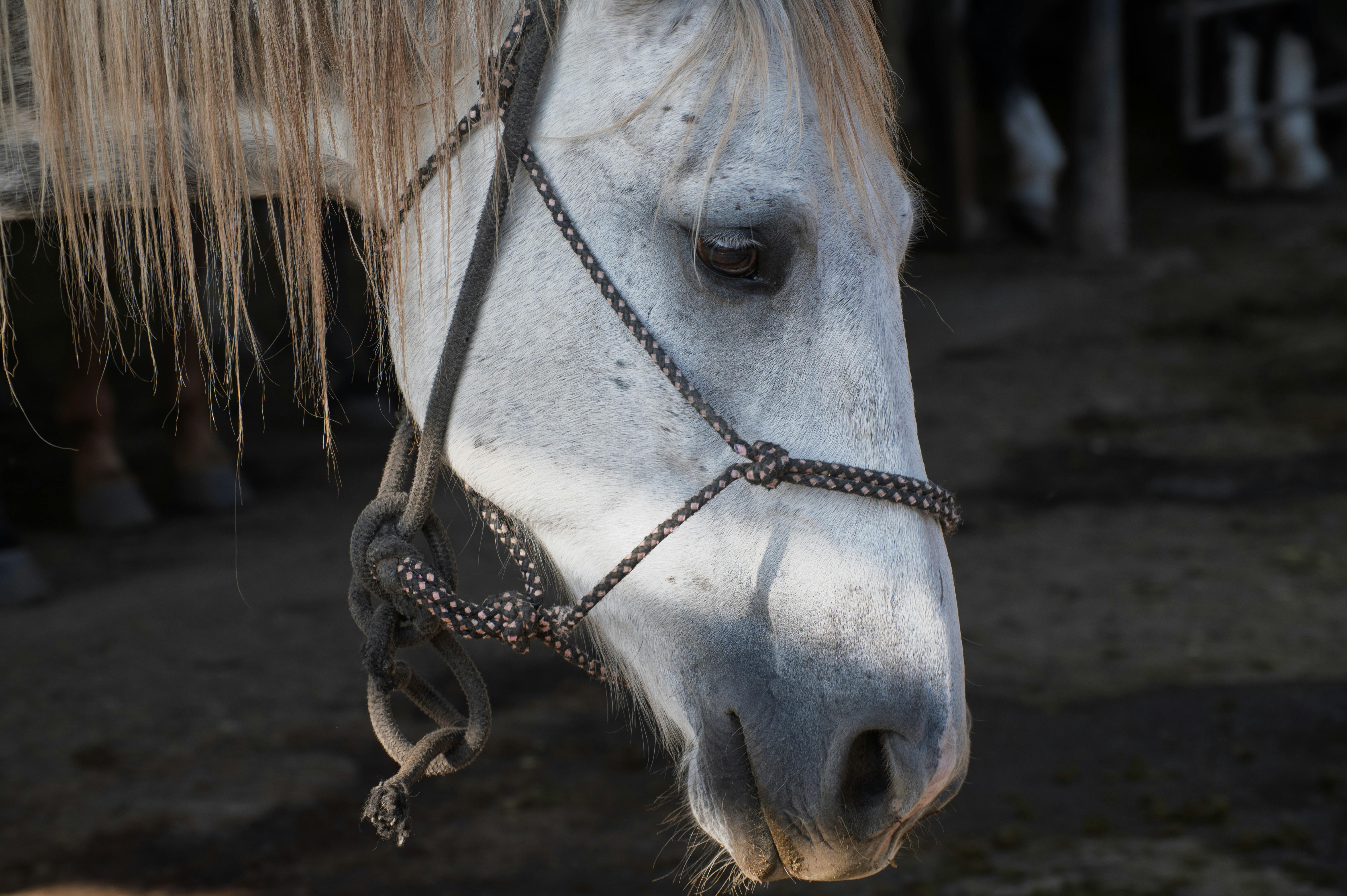 Secure the Right Pet Insurance for Horses UK 2026