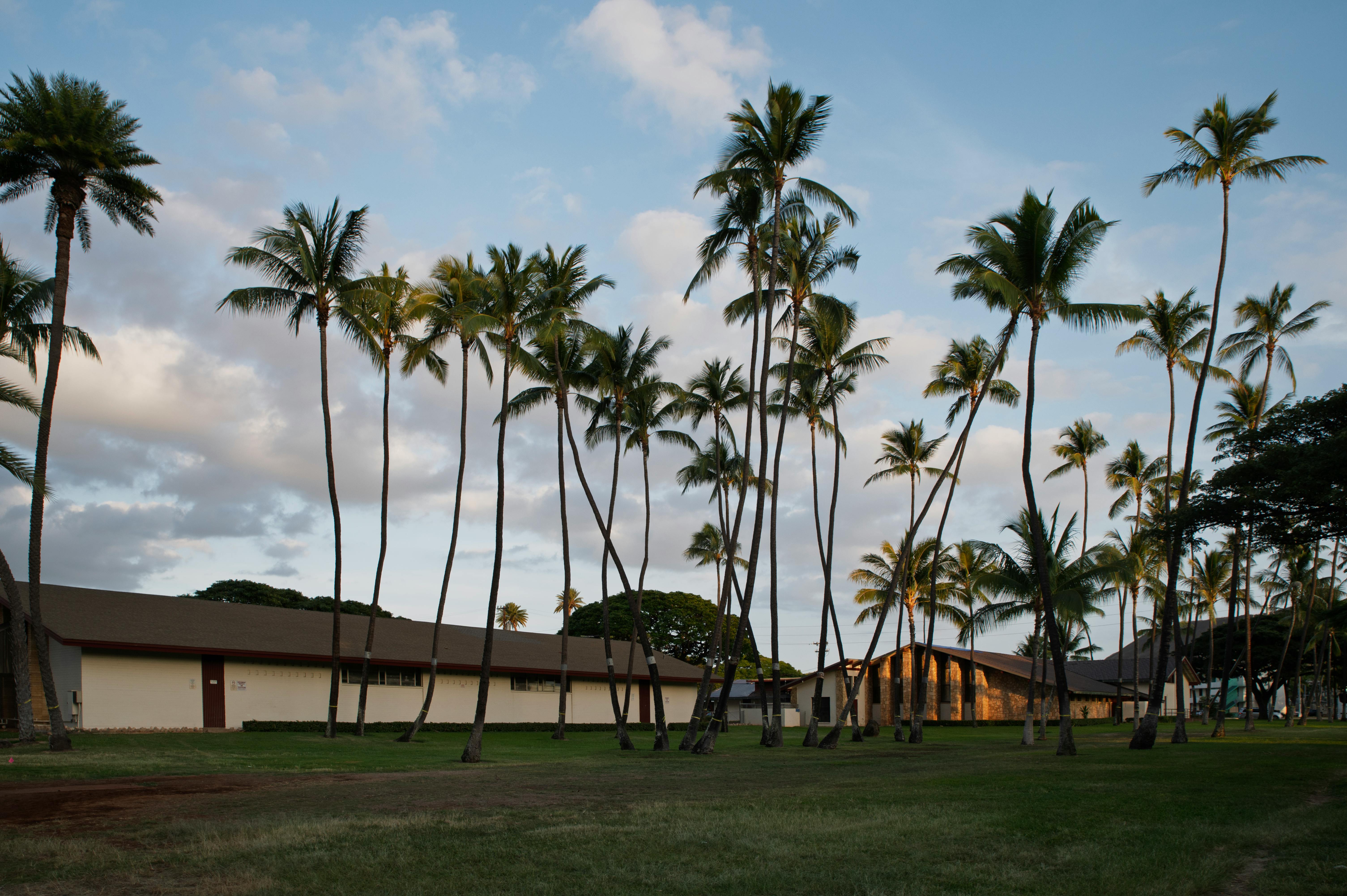 Palmiers sous le soleil d'Haïti