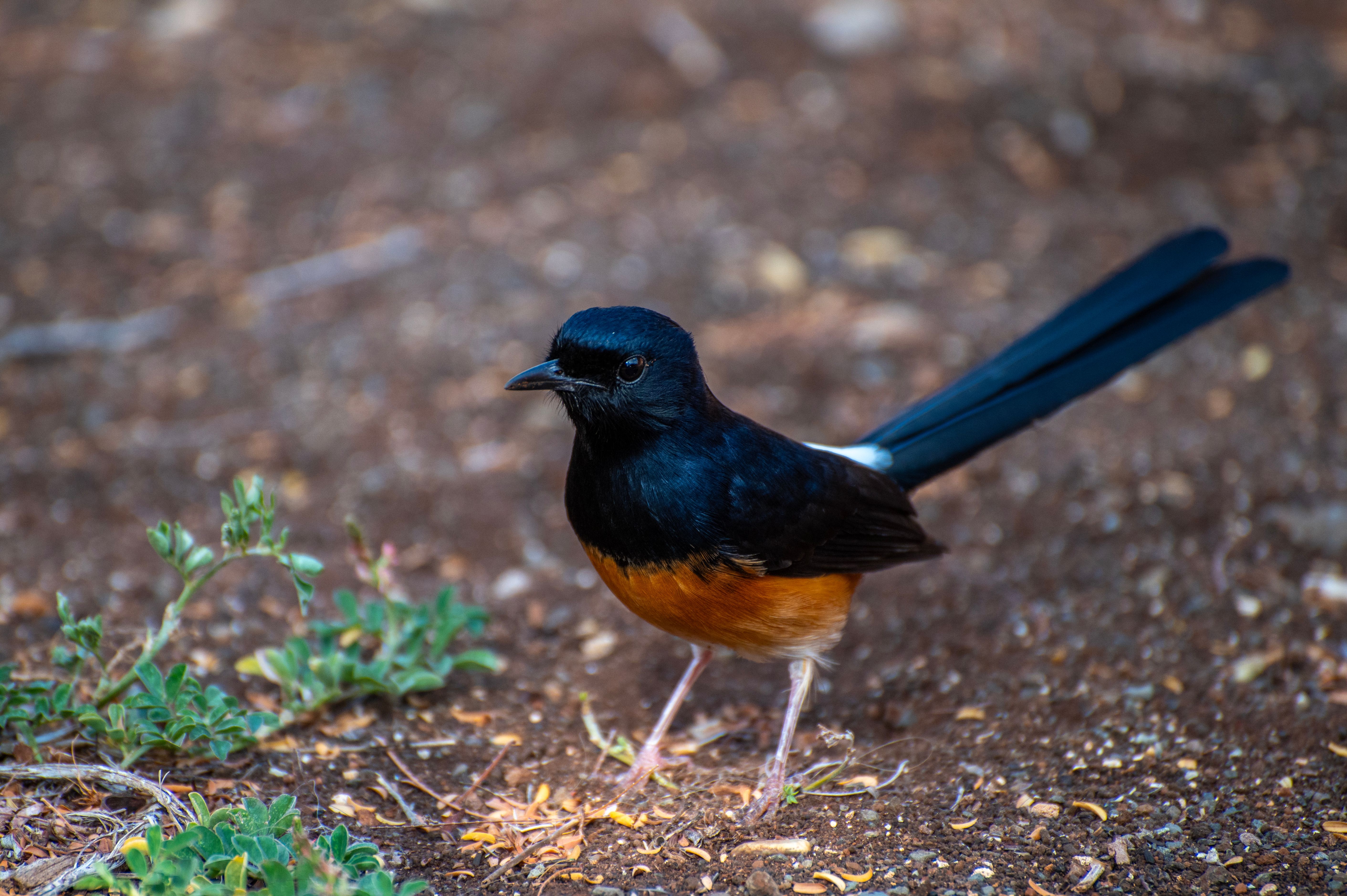 Close-up of an African Robin Chat in Natural Habitat · Free Stock Photo