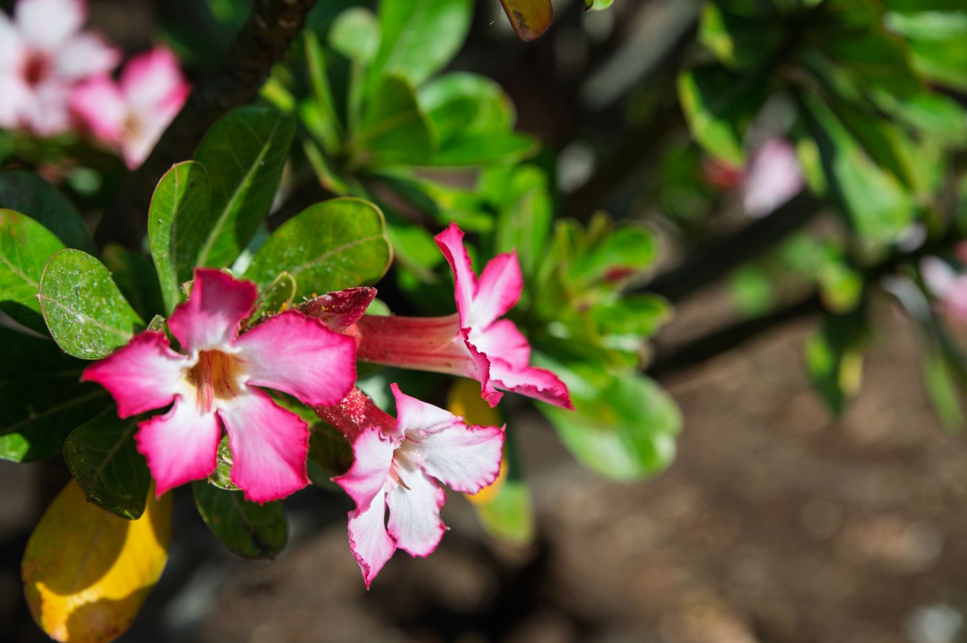 Foto de stock de adenium: beleza exótica