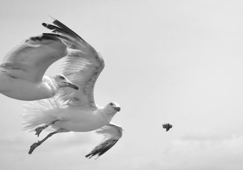Two seagulls in flight captured in black and white, showcasing dynamic motion.
