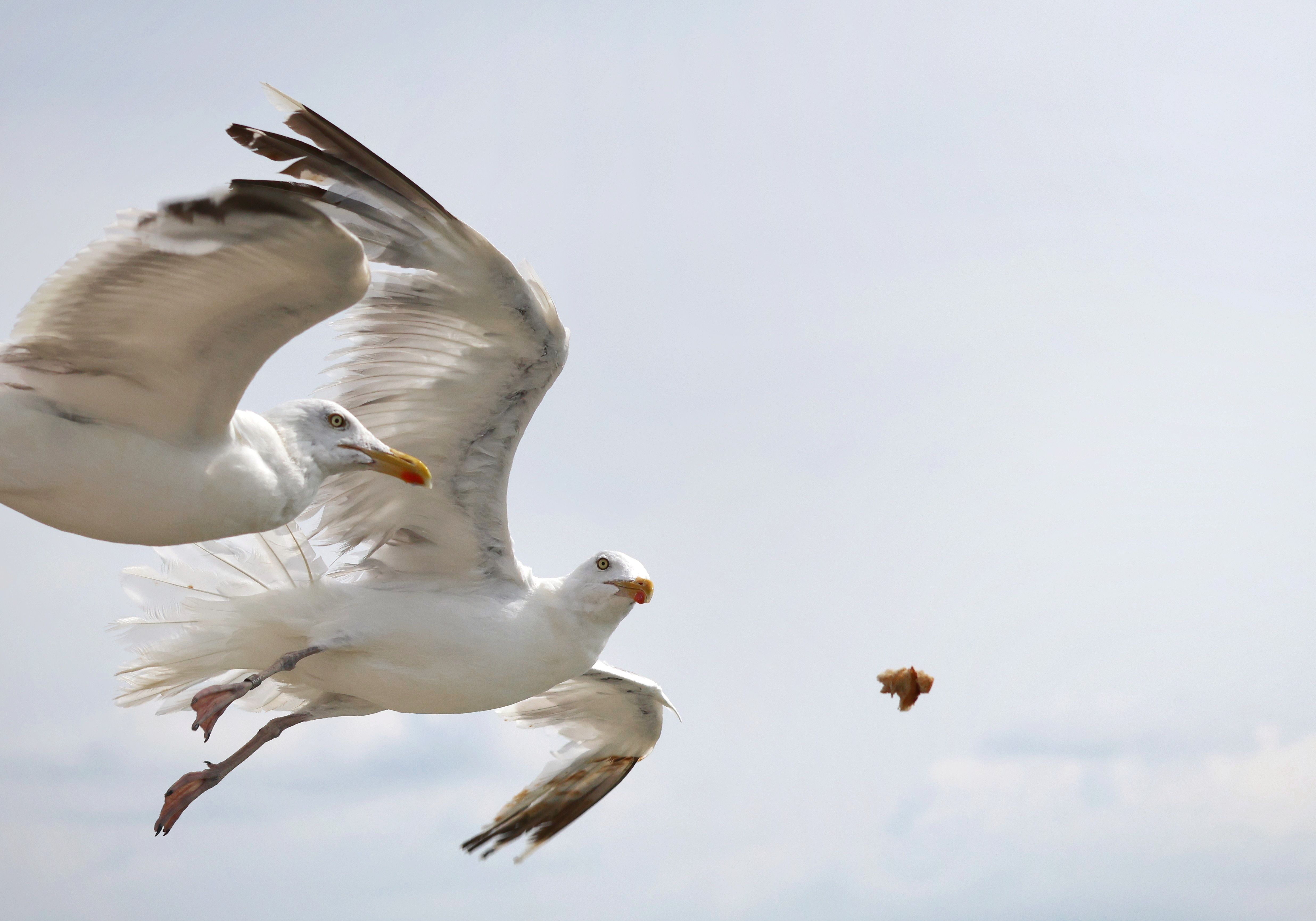 Two Seagulls in Flight Chasing Food Against Clear Sky · Free Stock Photo