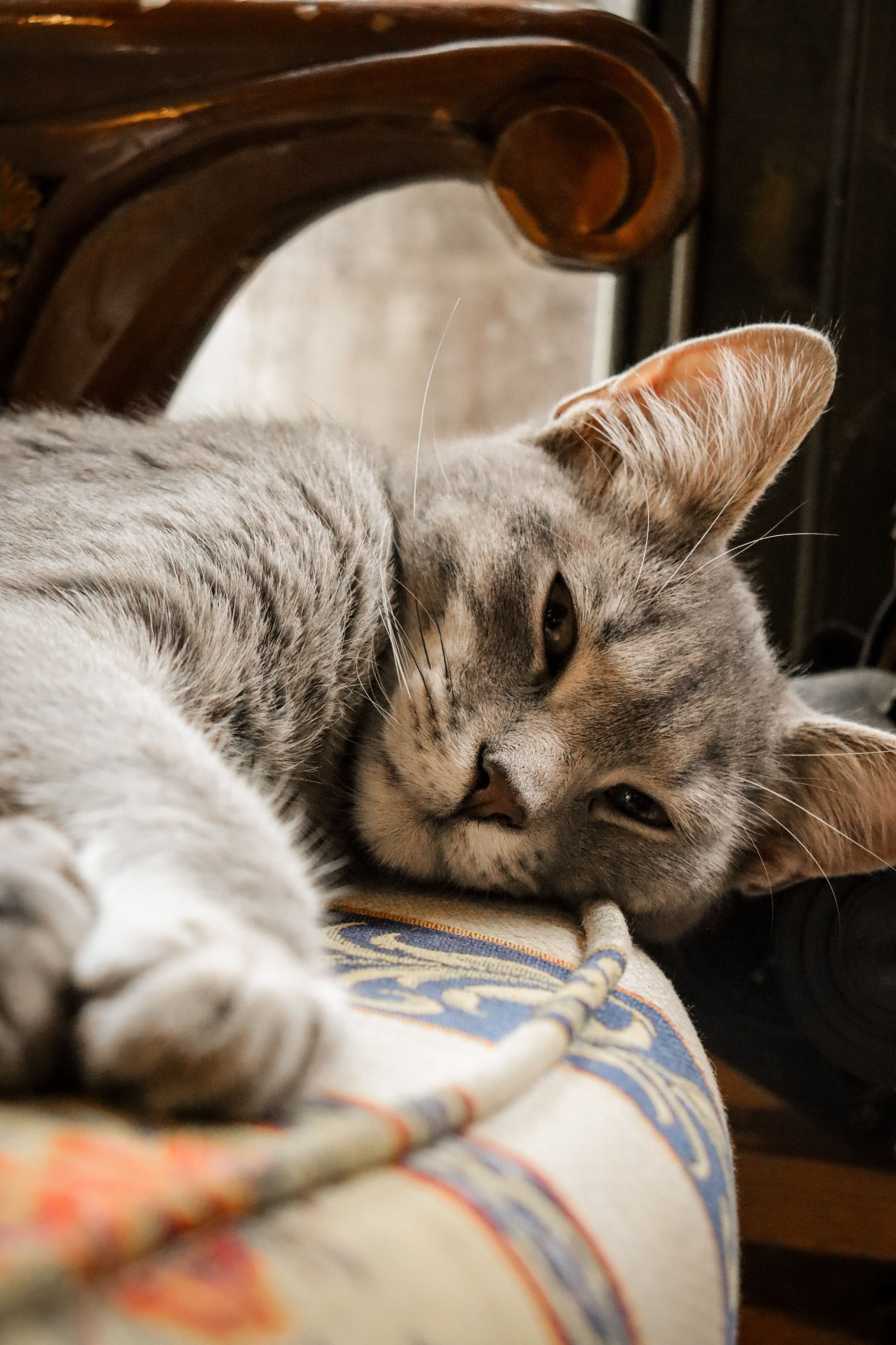 Relaxed Grey Cat Lying on Ornate Sofa · Free Stock Photo