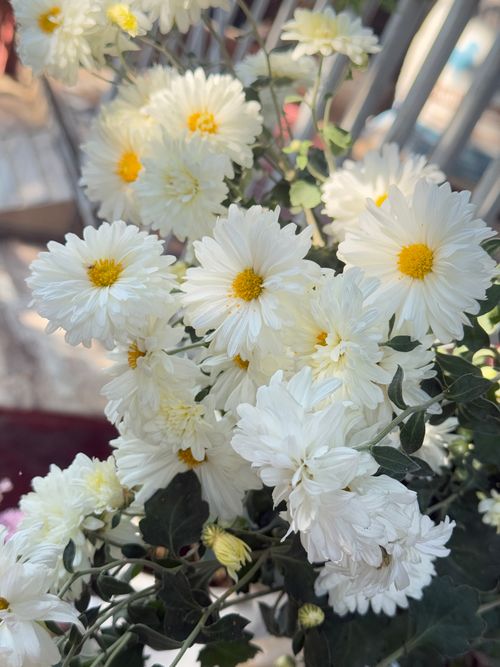 Free Lush white chrysanthemums with yellow centers in a serene outdoor setting in Biratnagar, Nepal. Stock Photo