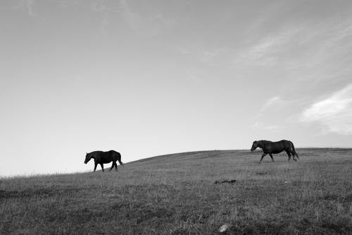 Free Serene landscape of horses grazing on a hillside in Umbria, Italy. Stock Photo