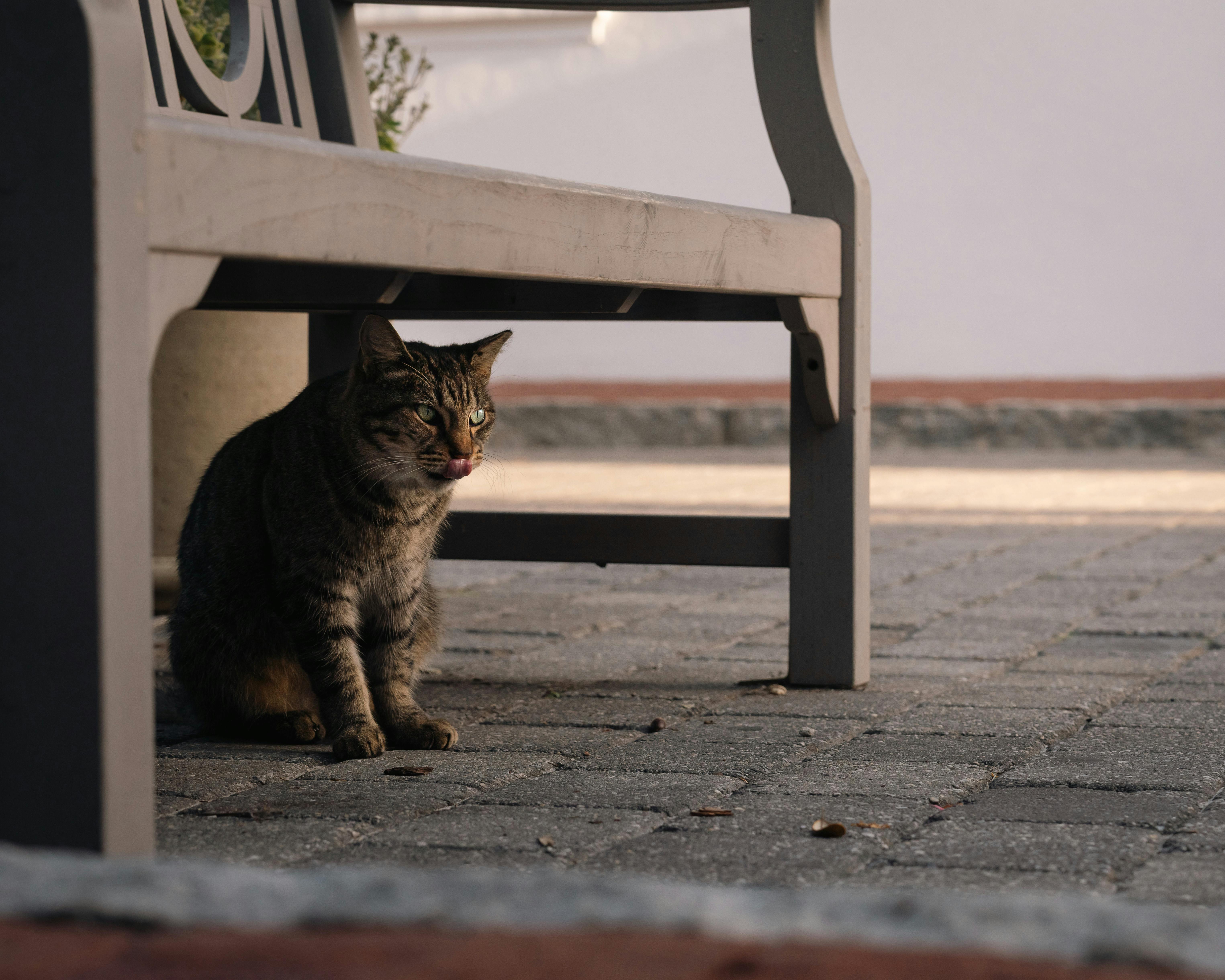 A tabby cat relaxing under an outdoor bench on a paved patio