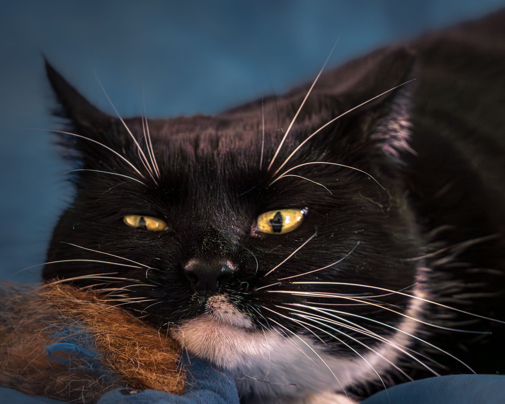 Veterinarian examining a cat during a checkup