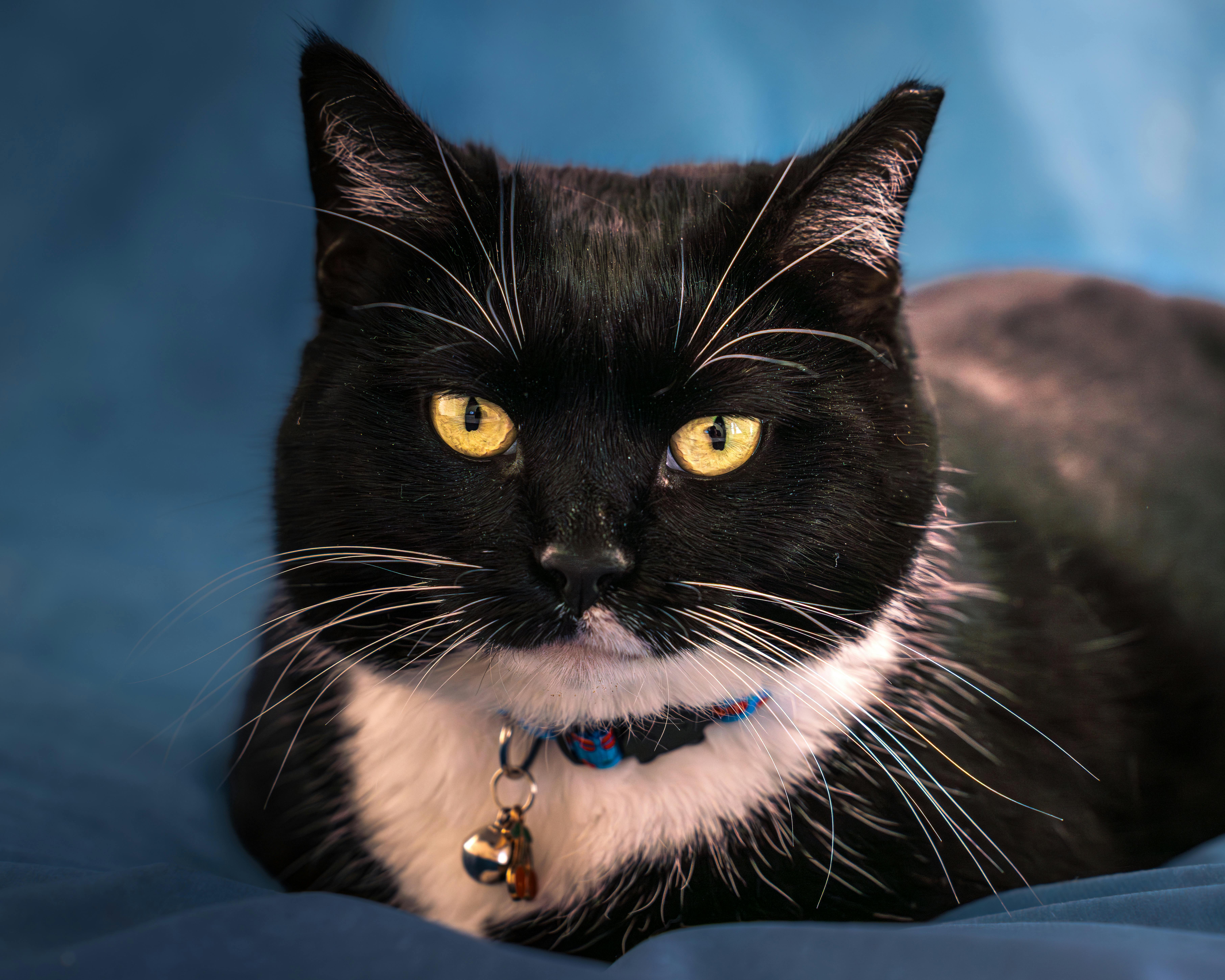 Image related to Ultimate Guide to indoor cats