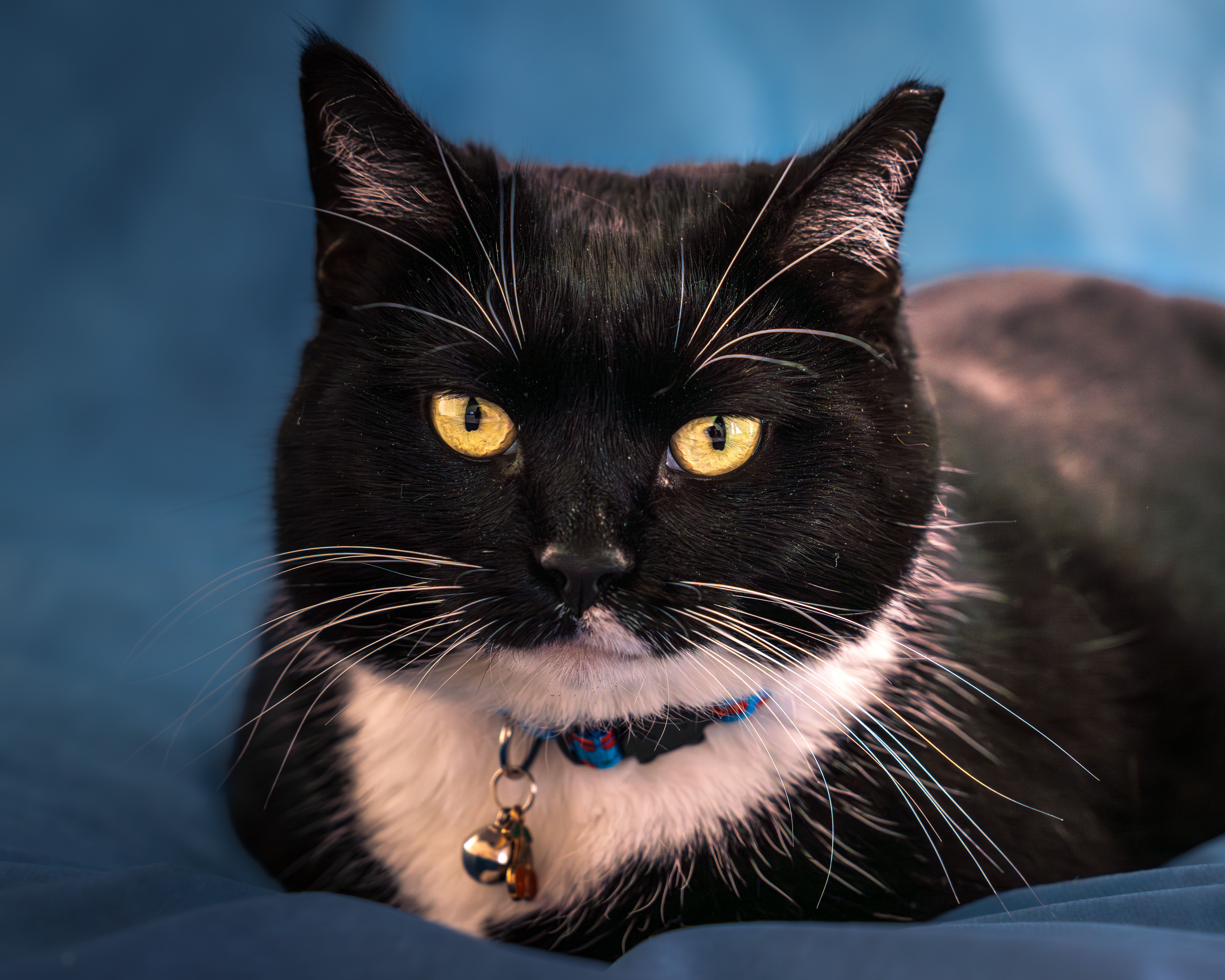 Close-up Portrait of Black and White Cat with Collar · Free Stock Photo