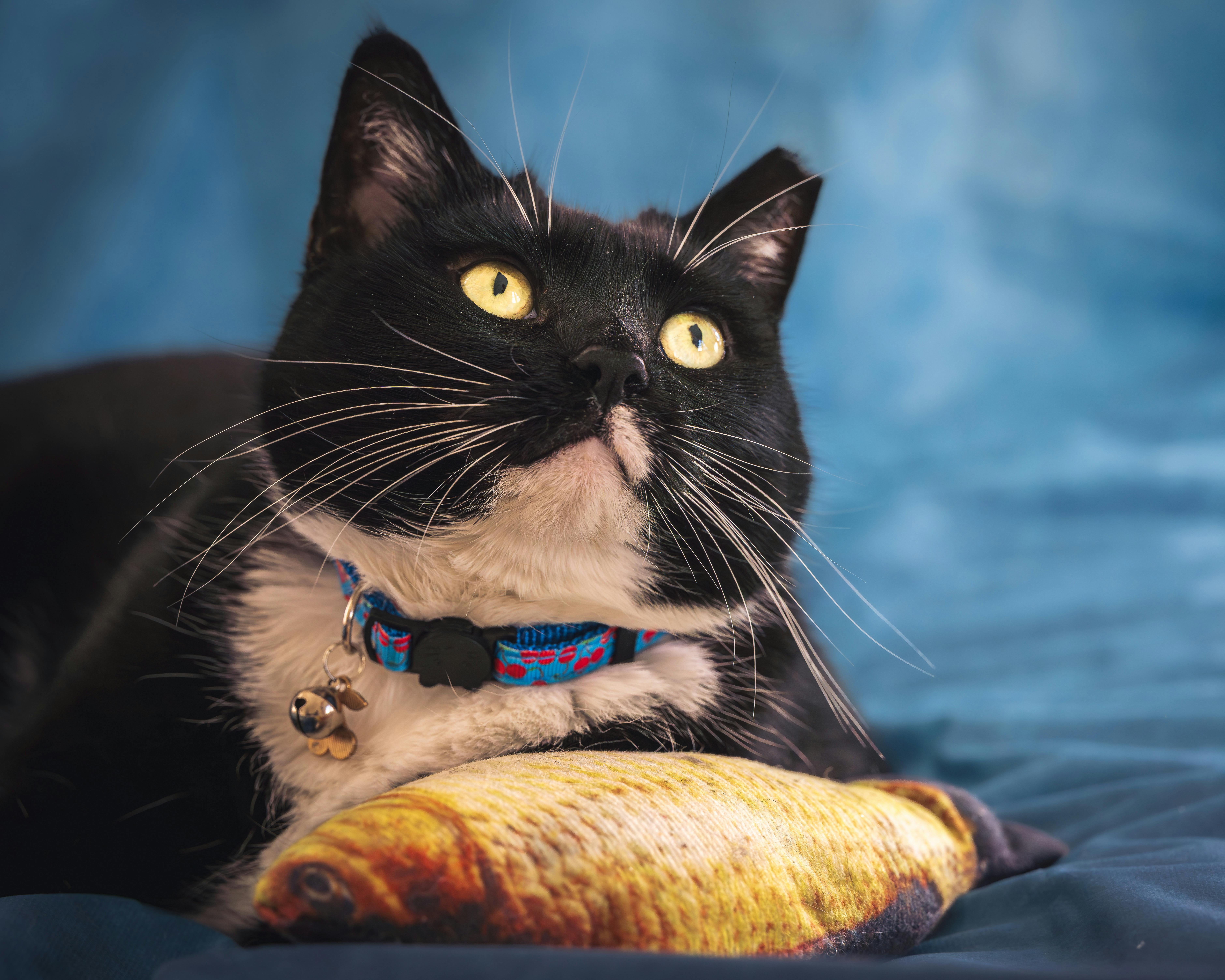 How to Choose the Best Pet Accessories for Your Furry Friend