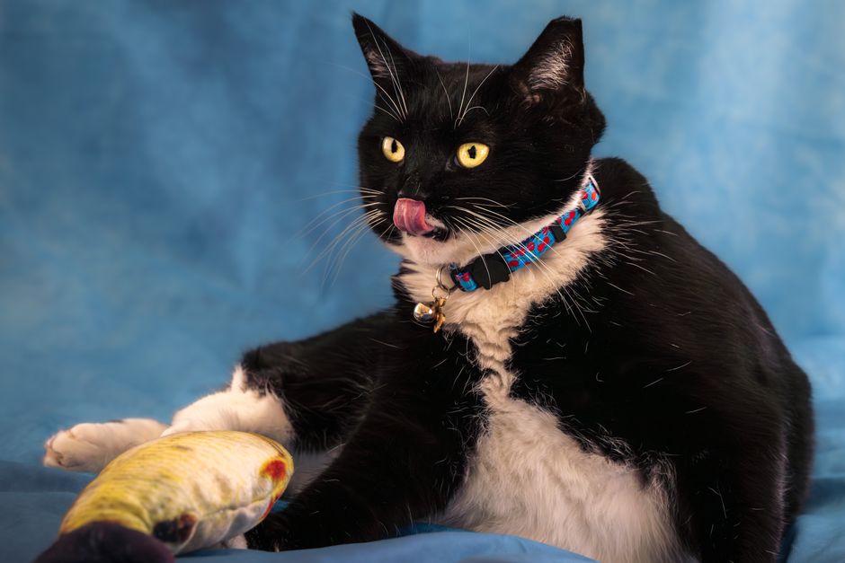 Black and white cat licking its nose, sitting on a blue blanket beside a yellow plush fish toy