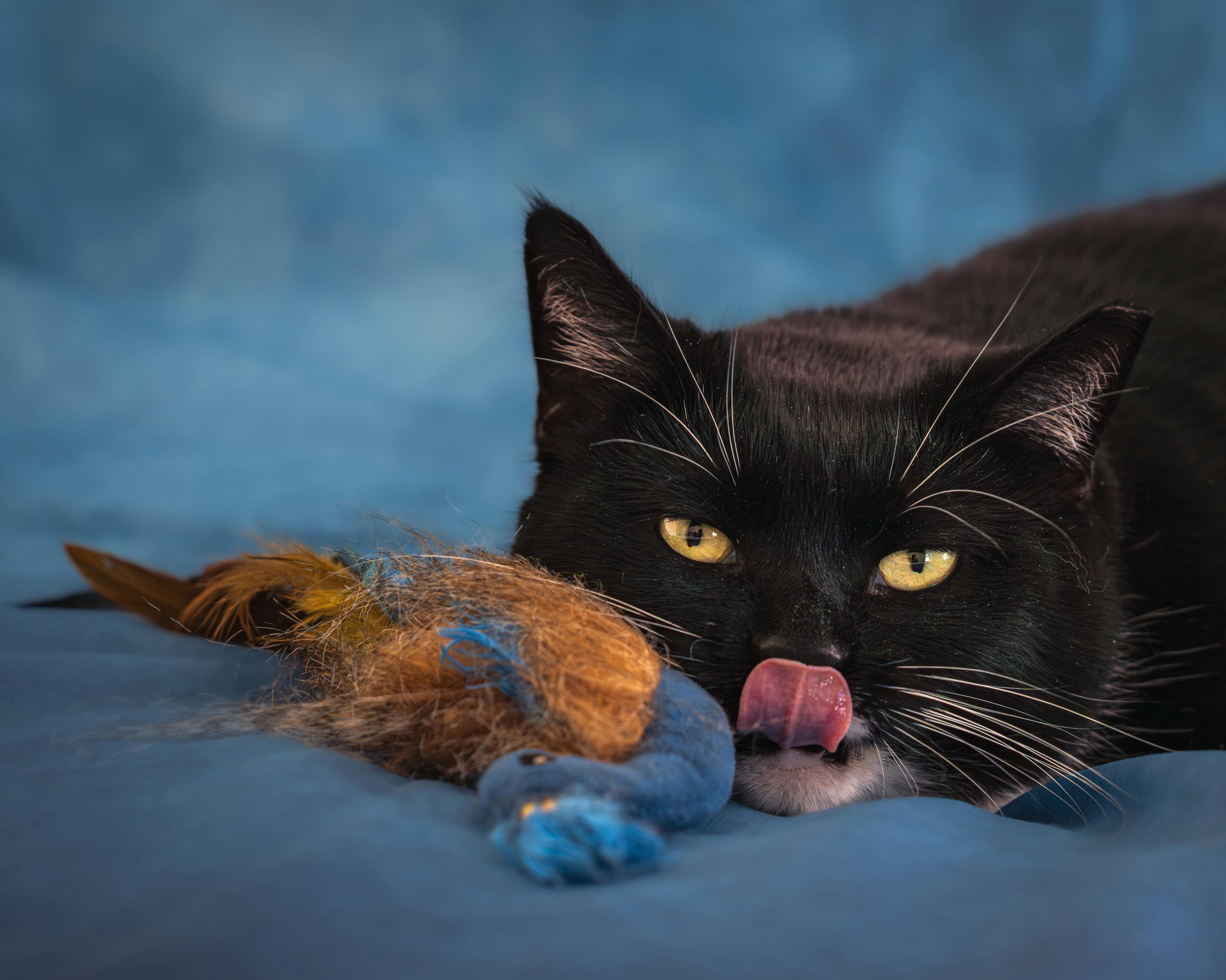 Charming black cat licking nose with a fluffy toy on blue background.