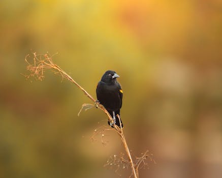 A blackbird with yellow markings sits on a branch against an autumn backdrop.