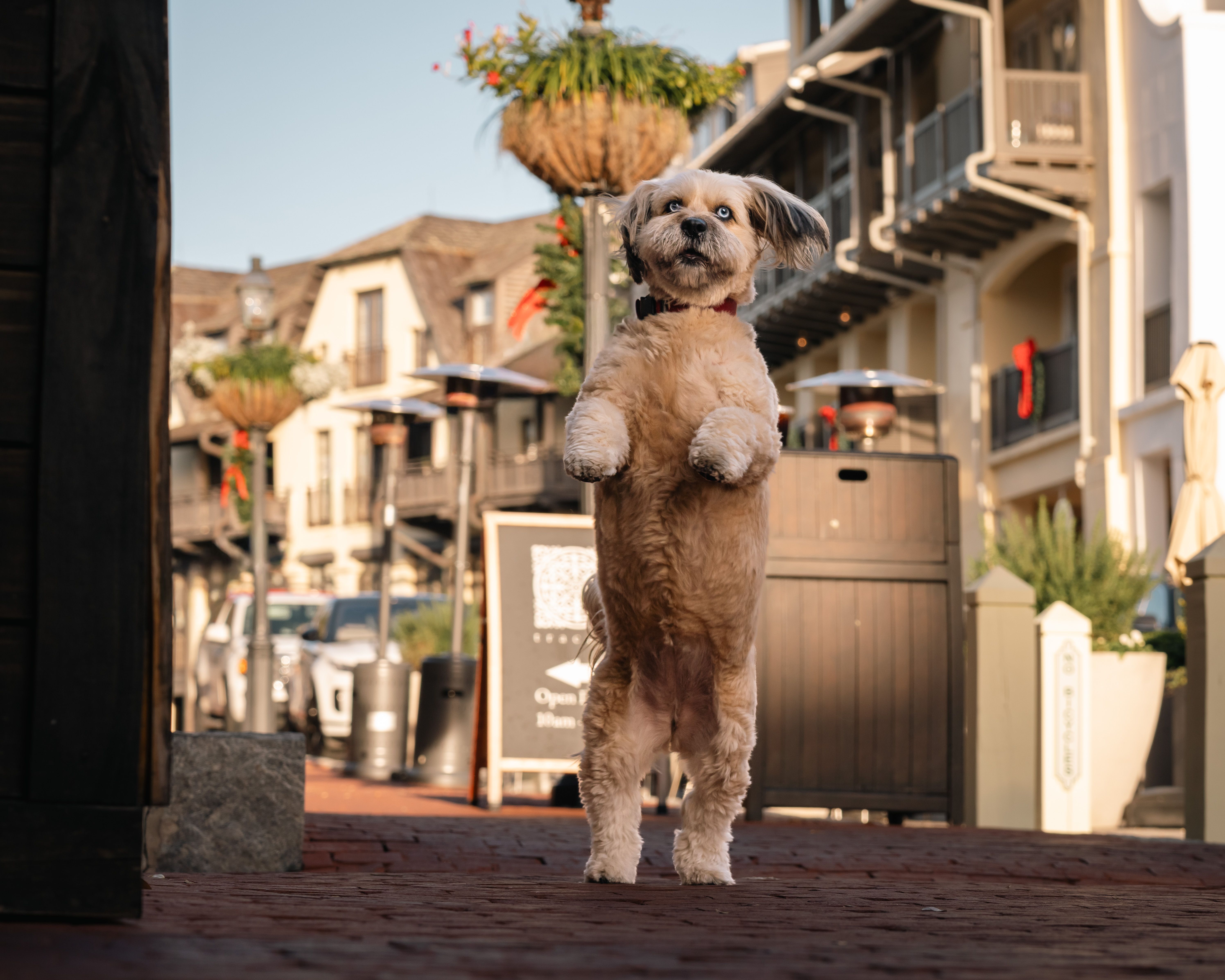 pet lifestyle store — Photo by Dmytro Koplyk on Pexels