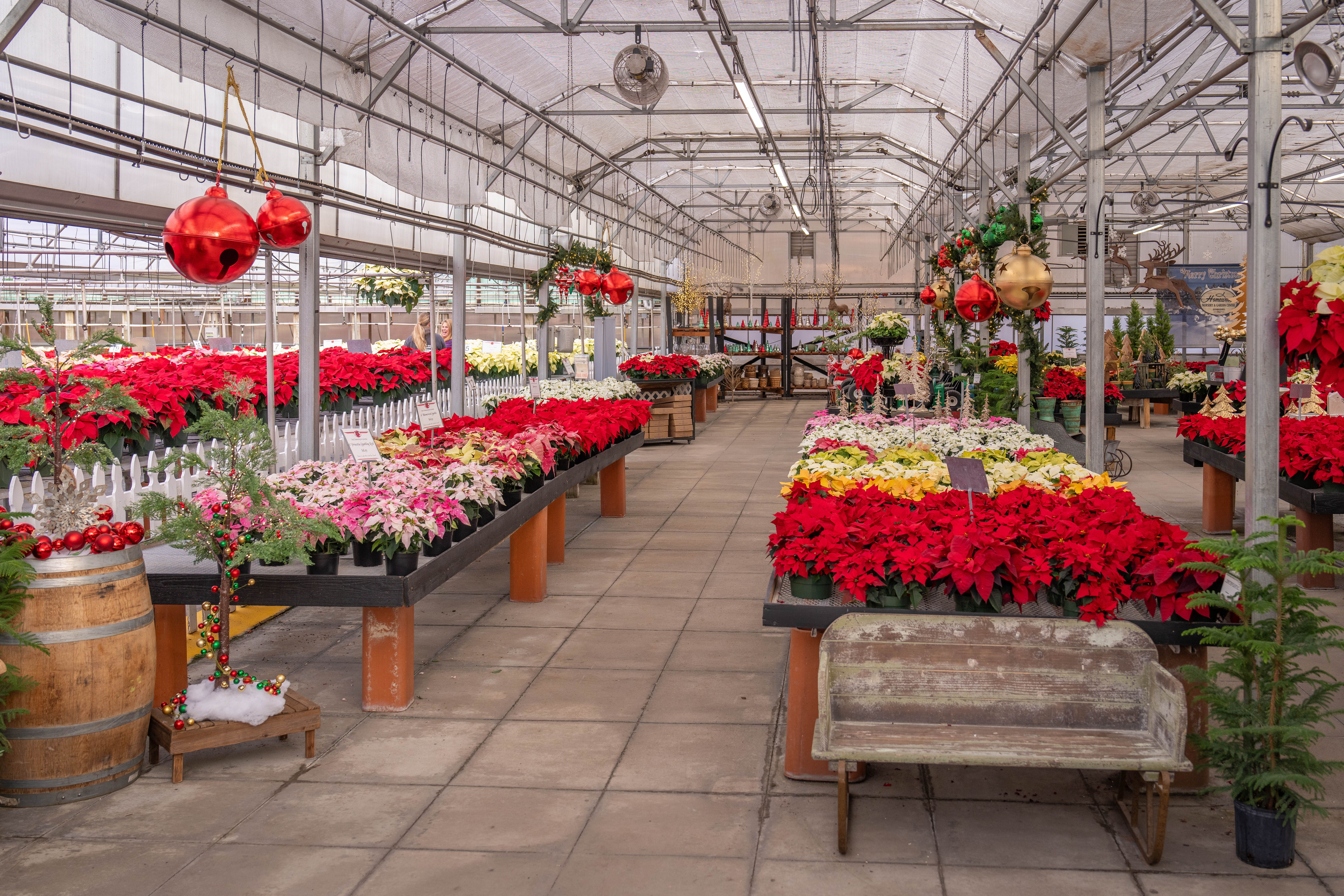 A festive greenhouse interior decorated with vibrant poinsettias and holiday ornaments.