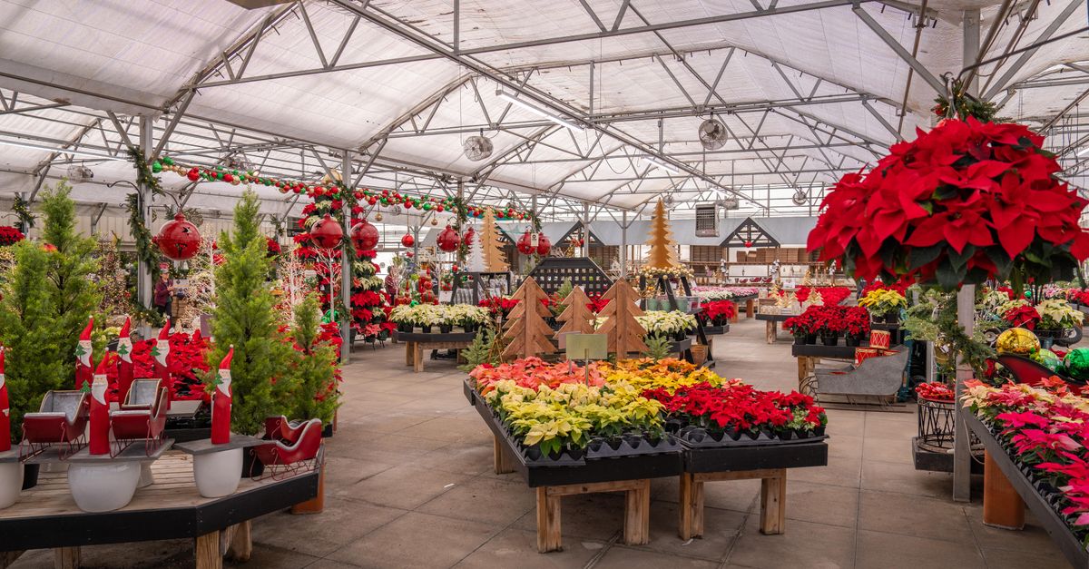 Comment créer un jardin d'hiver captivant : Guide pratique