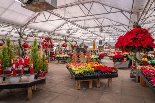 Free A festive greenhouse filled with Christmas decorations and vibrant poinsettias on display. Stock Photo