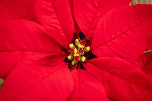 Free Close-up of a vibrant red poinsettia, perfect for holiday decor inspiration. Stock Photo
