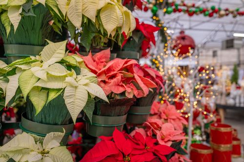 Free Vibrant poinsettias arranged in a festive setting, showcasing holiday spirit. Stock Photo