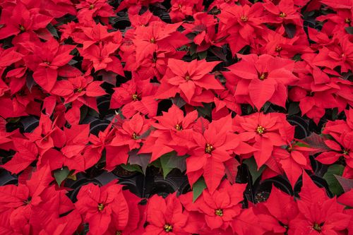 Free A close-up of vibrant red poinsettias in full bloom, perfect for holiday and botanical themes. Stock Photo