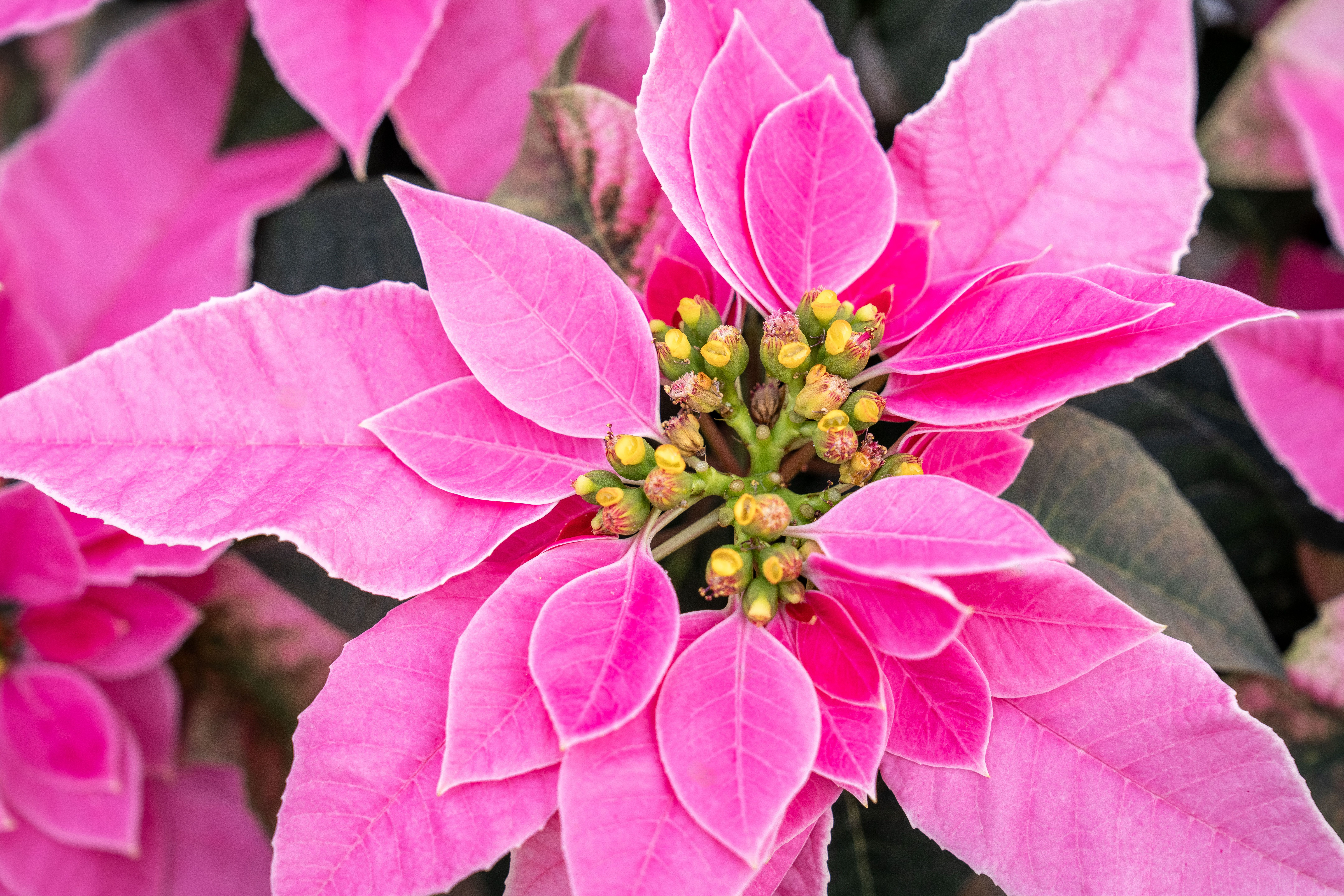Poinsettia cocktail garnished with fresh cranberries and rosemary