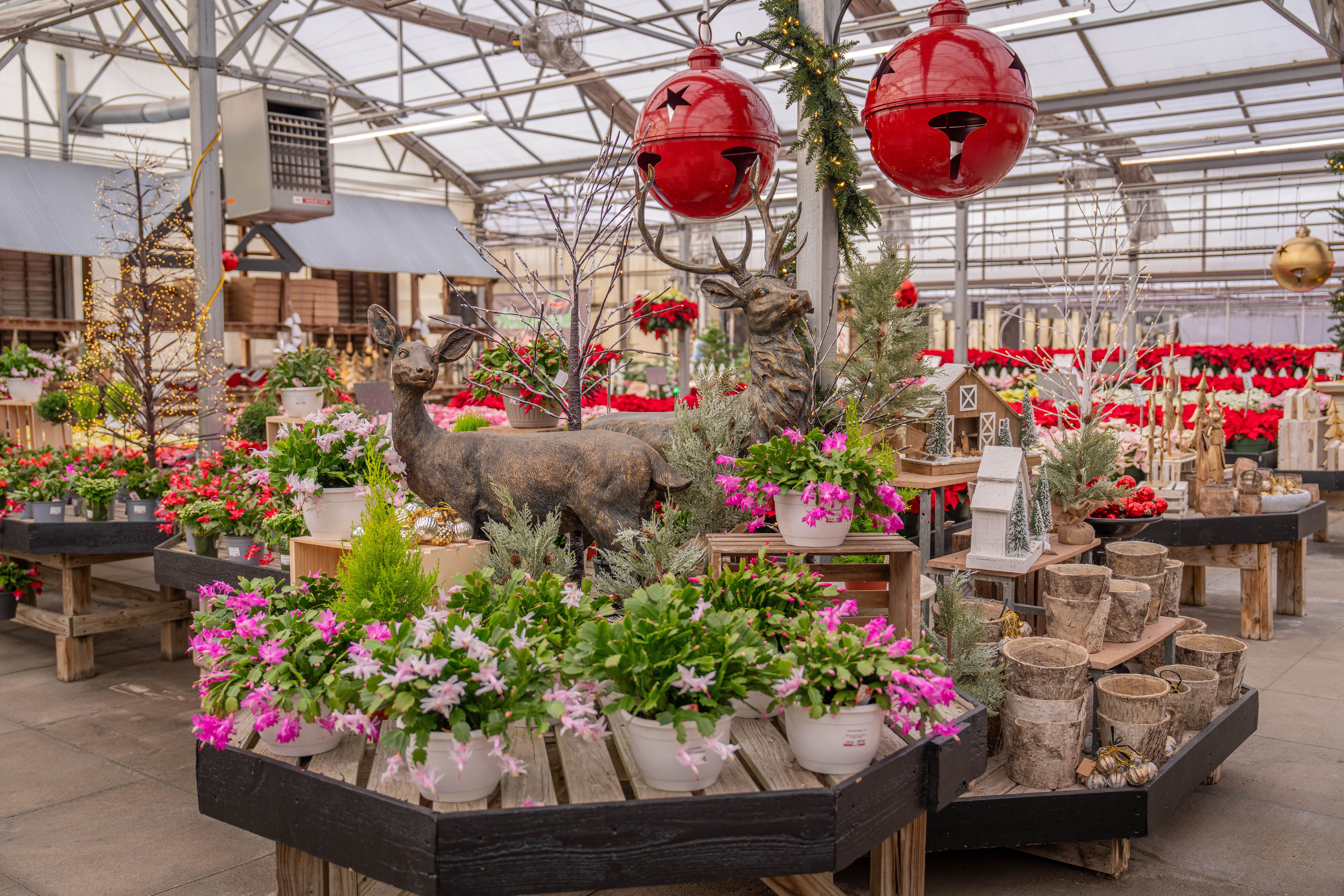 A vibrant greenhouse adorned with holiday decorations and various plants, showcasing festive cheer.