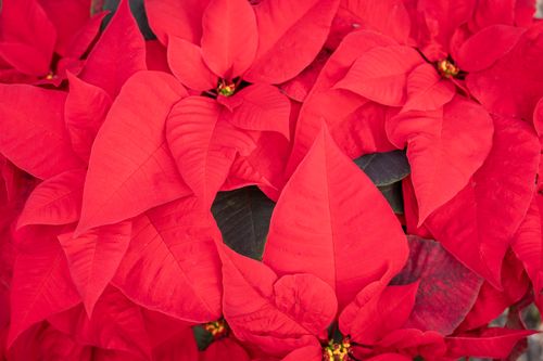 Free Close-up view of red poinsettia leaves, symbolizing Christmas and holiday cheer. Stock Photo