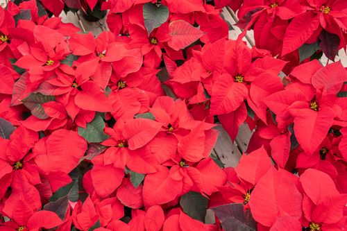 Free Bright red poinsettia flowers, perfect for holiday decoration and festive cheer. Stock Photo