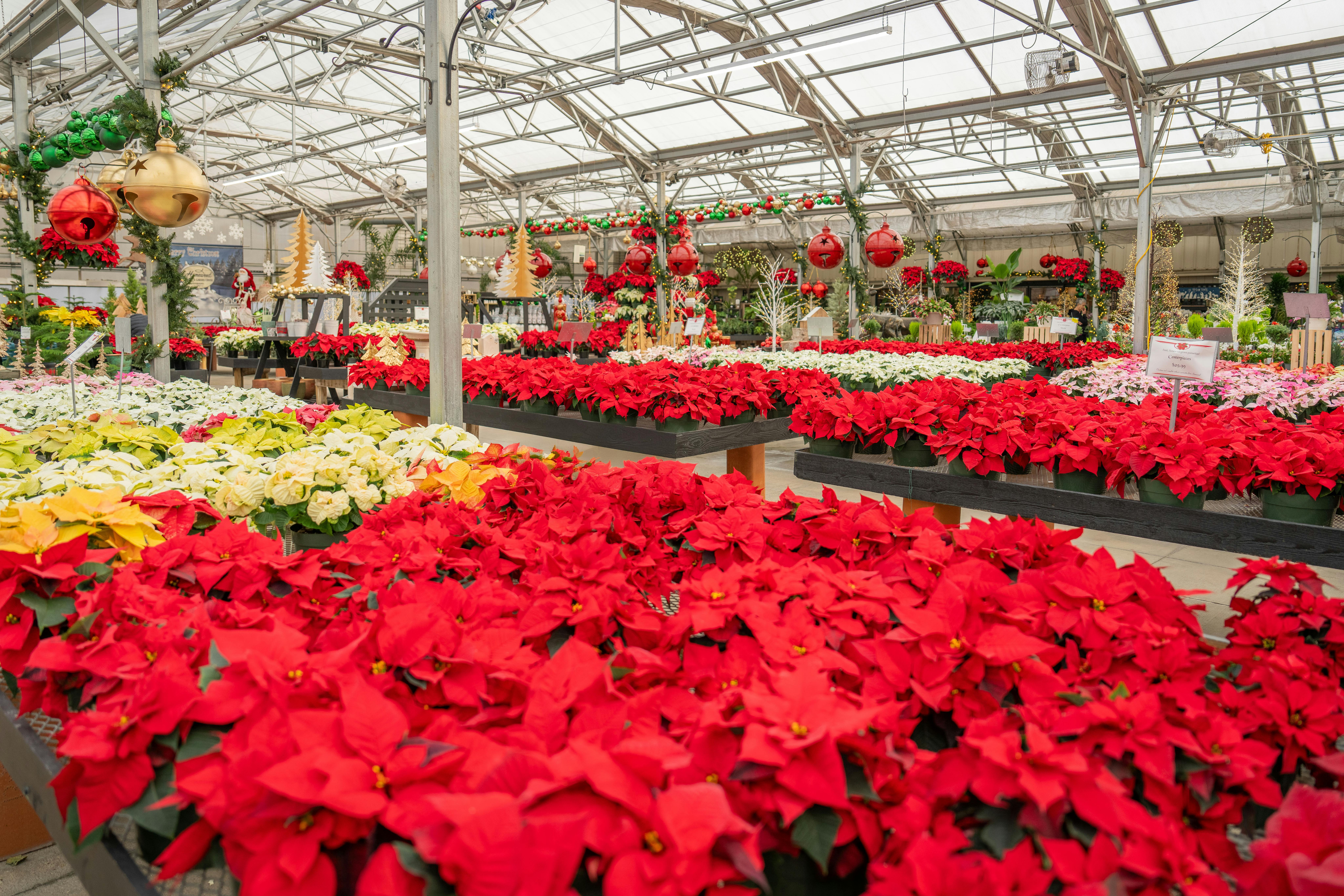 Related to Spring Ahead: Top 3 Greenhouses from GrizzlyShelter.ca to Kickstart Your Indoor Winter Gardening