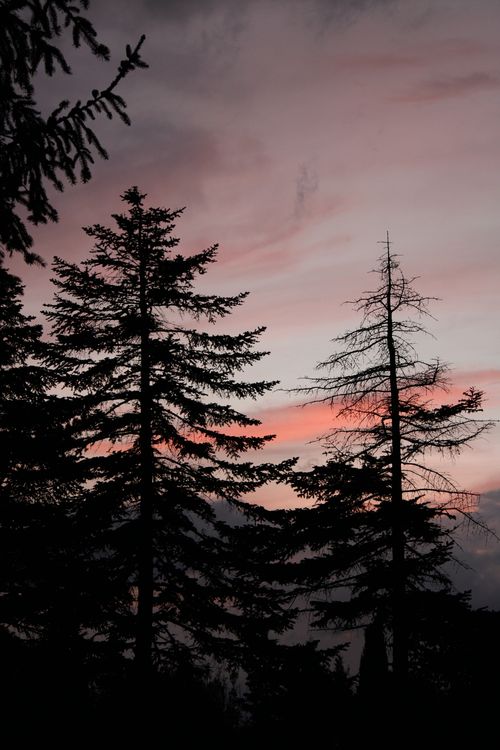 Free Dramatic silhouettes of trees with a vibrant sunset background create a serene and picturesque scene. Stock Photo