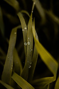 Detailed macro shot of dew drops on green leaves, highlighting nature's tranquility and freshness.