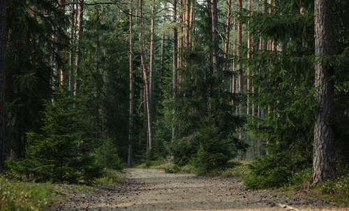 Free Peaceful forest path surrounded by tall pine and spruce trees, ideal for nature walks. Stock Photo