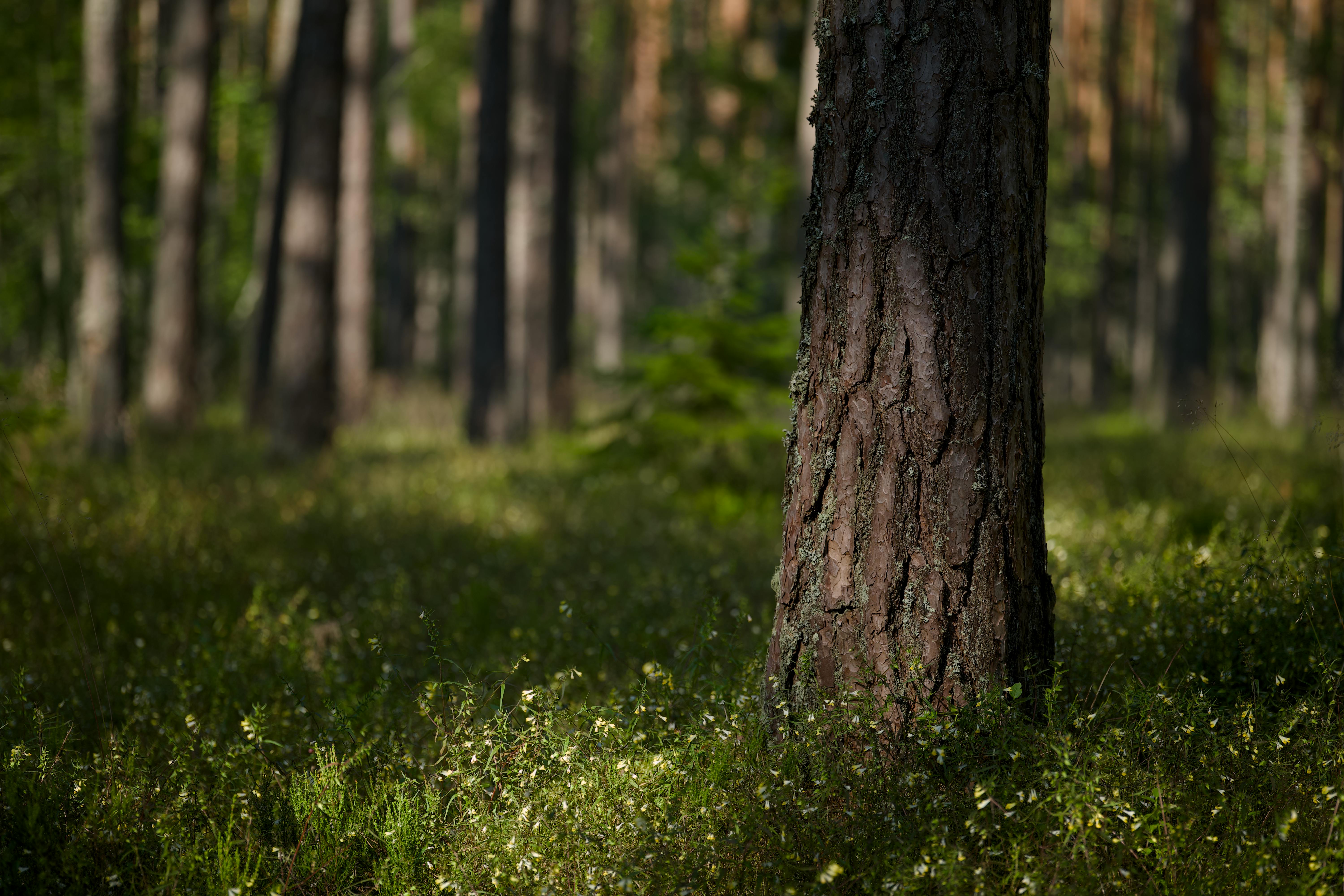 Branche de pin avec aiguilles