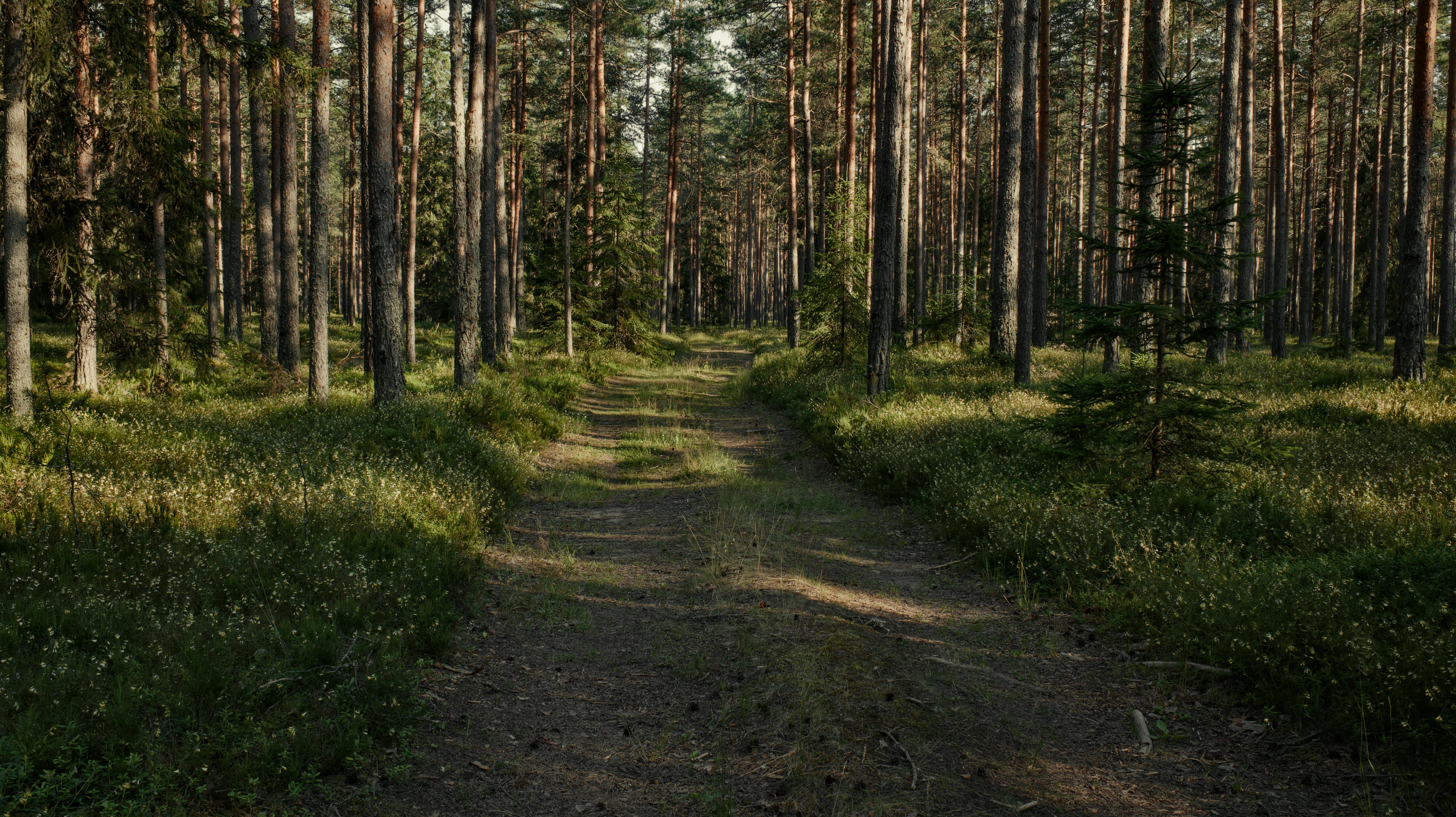 Peaceful forest trail winding through a lush, green woodland under tall trees.