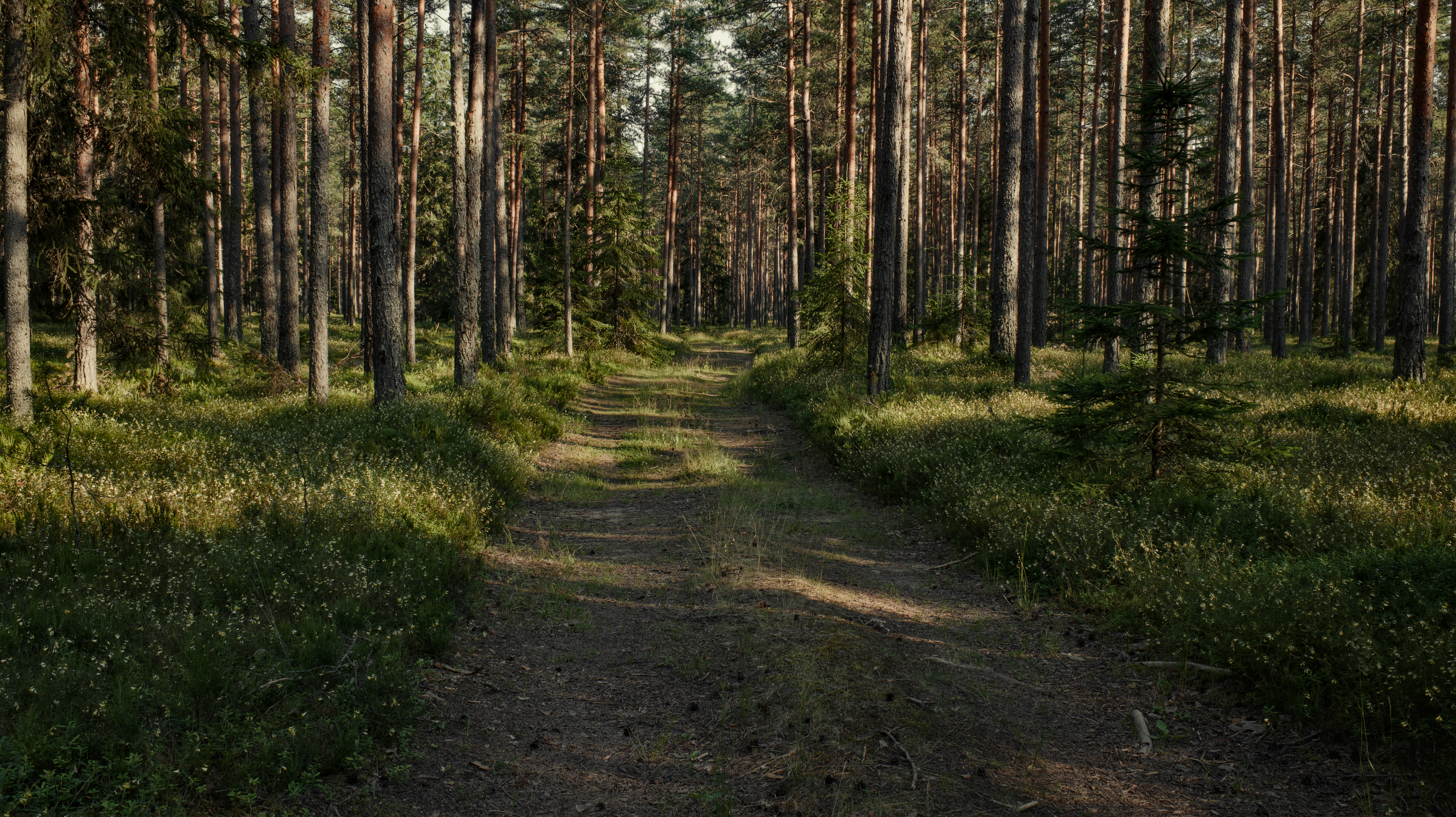 Serene Forest Path Surrounded by Tall Trees · Free Stock Photo