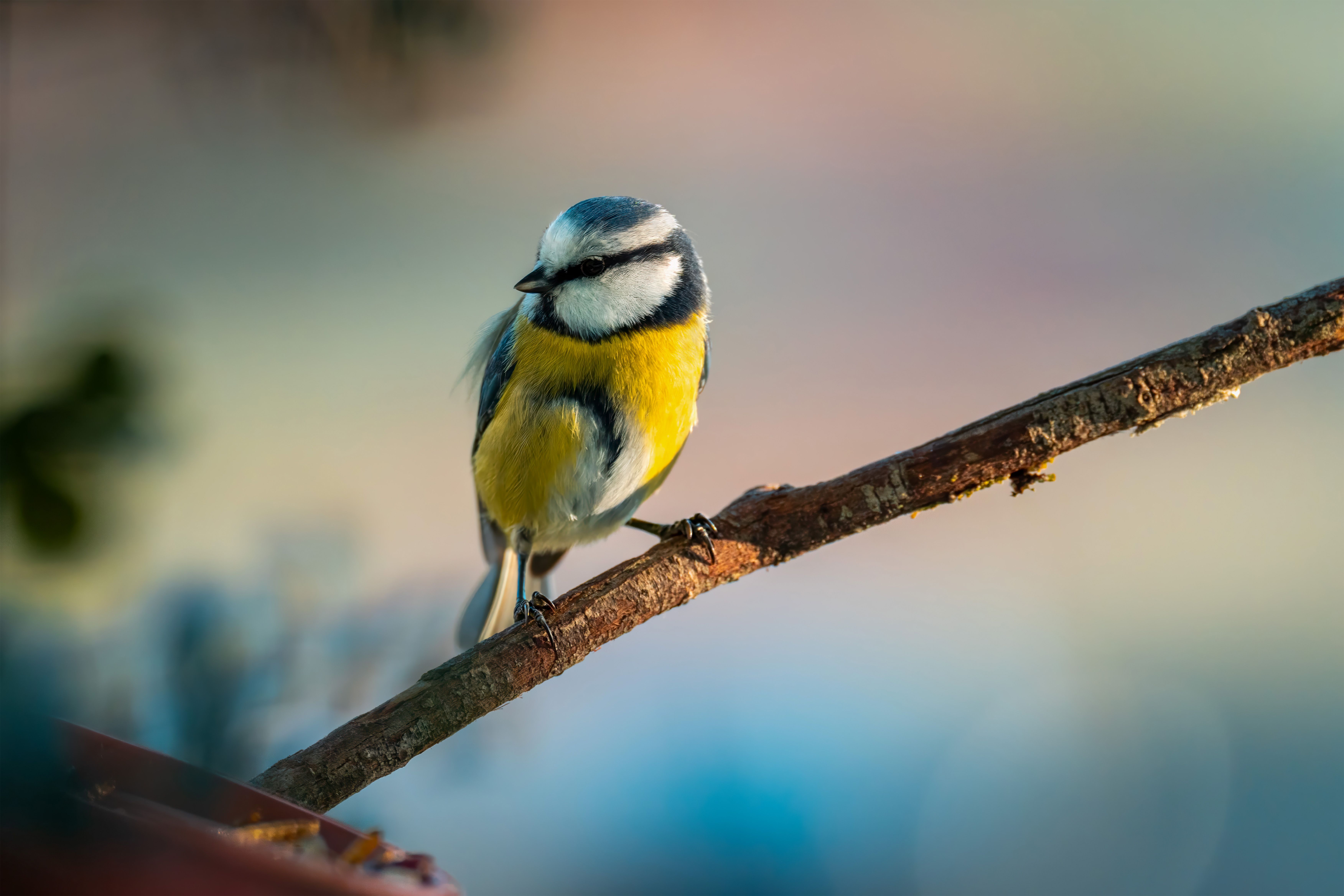Kleurrijke vogels op canvas voor woonkamer.