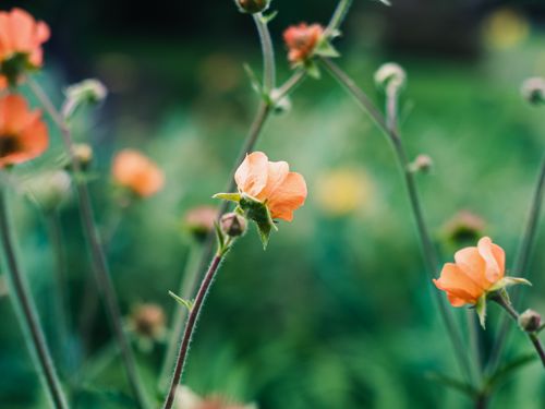 Free Vibrant orange flowers blooming against a lush green background, captured outdoors. Stock Photo