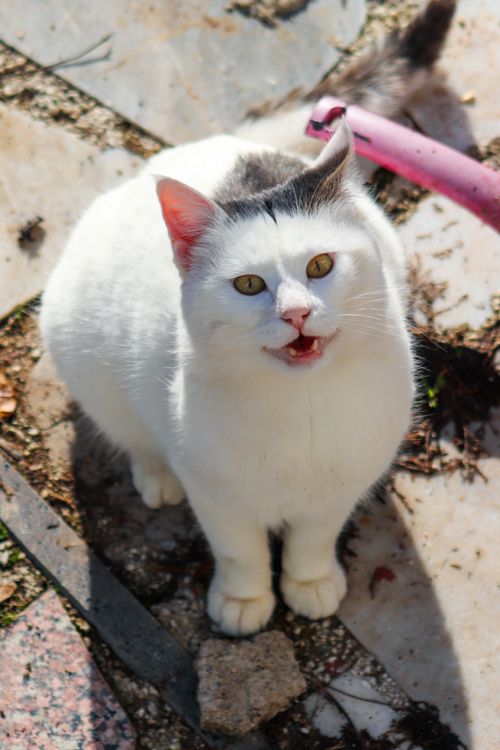 Free Adorable white and black cat meowing on a sunny day, enjoying the outdoor environment. Stock Photo