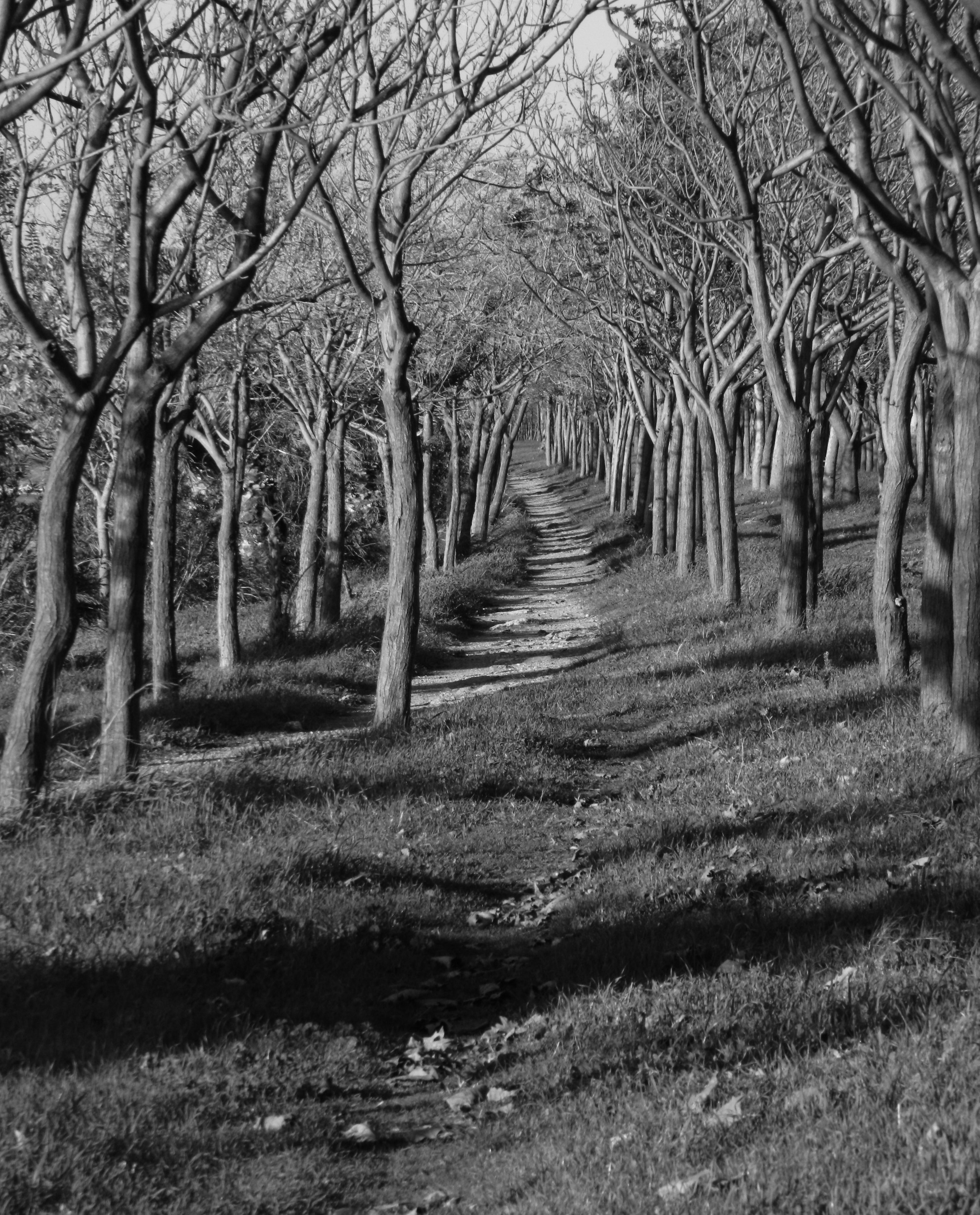 Serene Black and White Forest Pathway · Free Stock Photo