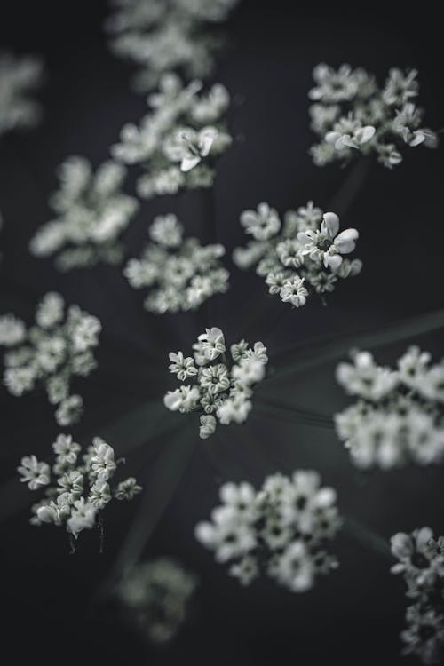 Fotografi Hitam Putih Bunga Putih